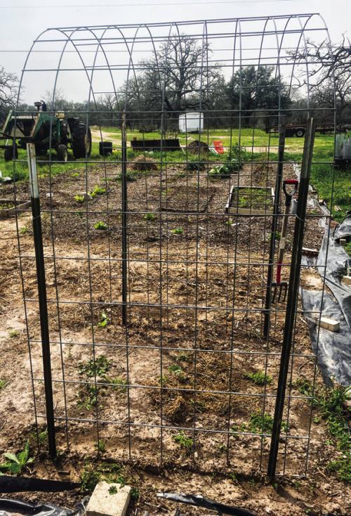 You can build an arched trellis using four t-posts and a 16-foot cattle panel.