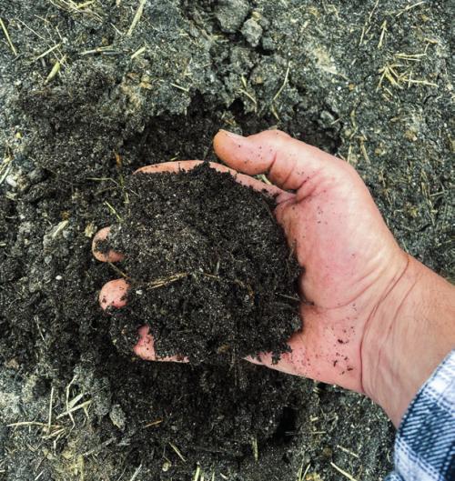 Several years of feeding hay to my cows in the same spot has produced a rich, composty soil. I just hope it doesn’t contain any herbicide residue from the hay. I’m conducting a bioassay by planting beans in this spot to see if its safe for vegetable crops.