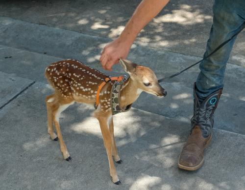 A man in West Point found this abandoned fawn a few weeks ago and took him in. He was walking the fawn on a leash around the courthouse square in La Grange on Tuesday when Game Warden Shaun Bayless encountered him. Bayless informed the man it was illegal to possess a whitetailed deer without a permit and instructed him to take it to a wildlife rehabilitation center in Elgin. Photo by Andy Behlen
