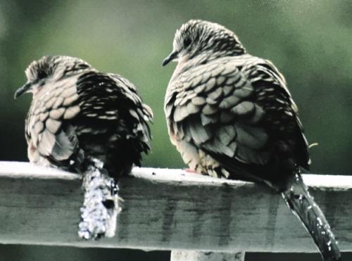 Here are a pair of Inca Doves with ice on their tails.