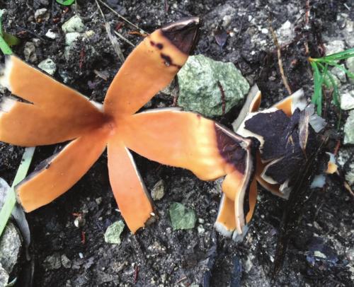 One of World’s Rarest Mushrooms Found in Fayette County