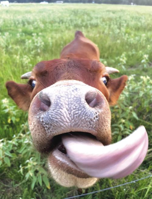 On the Tip of the Tongue