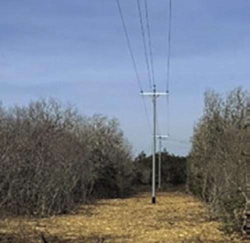 Vegetation cut around FEC power lines for safety.