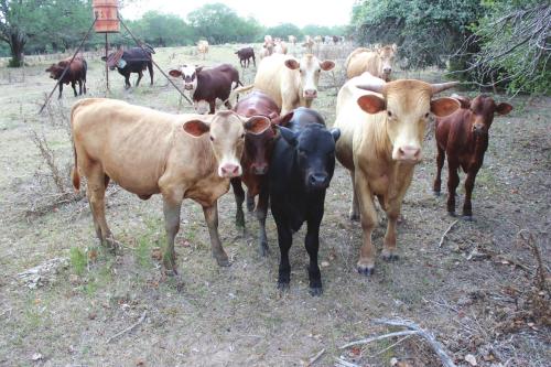 Drought Makes it Tough for Ranchers To Make Ends Meat