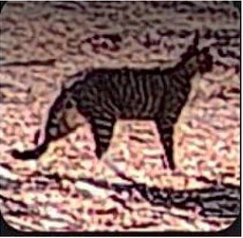 Jeff Kelly of West Point has spotted this large feline on his property. He said it looks much bigger than a house cat. What do you think it is?