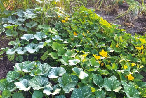 Of Squash and Bugs: A Garden Progress Report as June Arrives