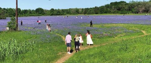Best Bluebonnet Field in Texas Located Right Here in Fayette Co.?