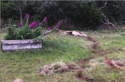 David and Linda McCall shared this image of the deer that was killed in their back yard in Waldeck this weekend. Notice the trail of blood through the grass, indicating where the deer had been dragged.