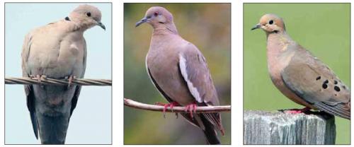 Know your doves Left to right: a Eurasian dove, a white wing dove and a mourning dove.