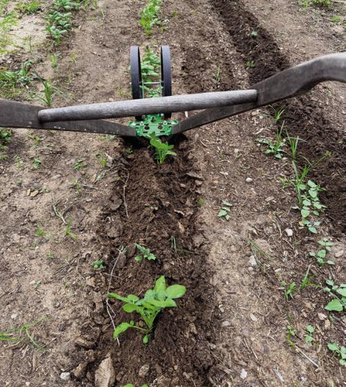 I used a wheel hoe to “hill” my potatoes this week.