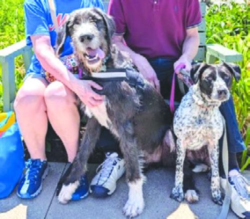 Jet with his new pack in Massachusetts. (I suppose Jet will vote Democrat from now on, but hey, we’re still glad Teresa found him a good home.)