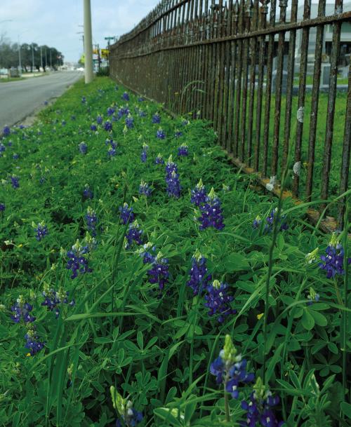 A few patches of bluebonnets began popping up in the area over the last couple of weeks, including this one growing along the side of Travis St. in La Grange next to the Old City Cemetery. It’s a little early for bluebonnets. Bluebonnets typically start blooming between the end of March and mid- to late-April, according to the Lady Bird Johnson Wildflower Center. However, ample winter rain and warm temperatures this time of year can boost their blooming potential. Photo by Andy Behlen