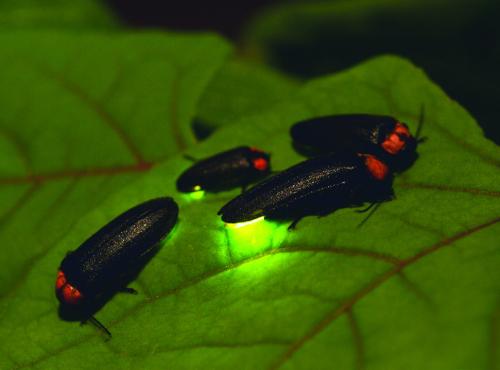 Lightning bugs (or fireflies) could use a little help these days. Land development and light pollution encroach on their habitat. Thankfully, there are a few things landowners can do to support these beautiful creatures.
