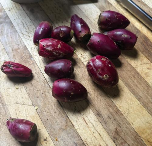 I’ve Been Harvesting Prickly Pear Fruit