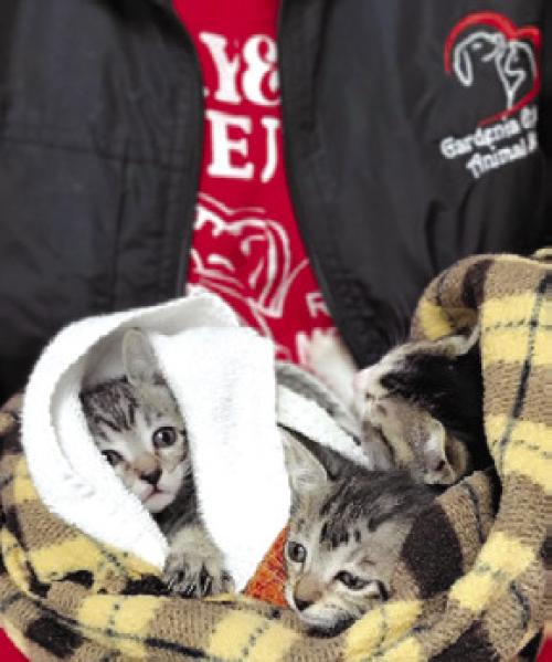 The first litter of 2025. Safe and warm in foster to fatten up and get some vaccines on board and they’ll be available for new forever homes in a couple of weeks.