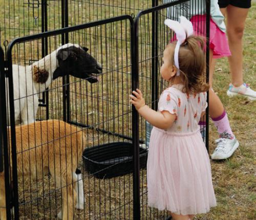 The children got to pet sheep and goats from JDF Horse Rescue after the egg hunt.