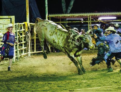 A pair of bullfighters help a cowboy escape after falling off this mean bull.