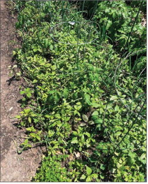 I need to thin out some of the basil that has volunteered in the spot where I’m growing some tomatoes, onions and garlic this year.