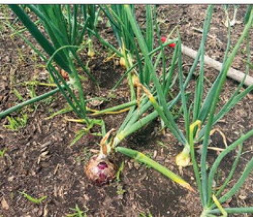 A few of my onion plant tops have fallen over, indicating they are ready for harvest.