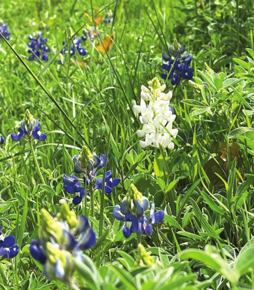 White Bluebonnet