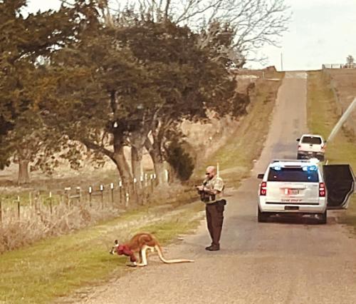 Deputy Joe Gonzales approaches the kangaroo he discovered while driving down Farek-Loth Rd. last Thursday. Photo courtesy of Dr. Kurt Kainer