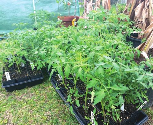 A few of the tomato plants that I will offer at my plant sale on Friday.