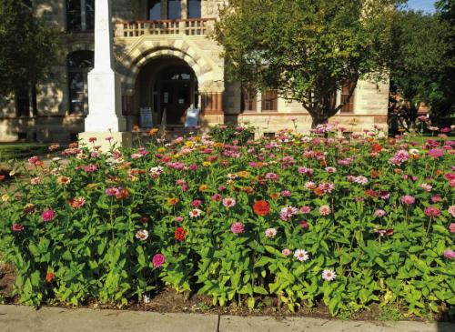 Zinnias Stunning at the County Courthouse