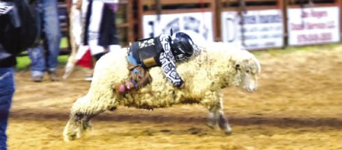 Mutton Bustin’