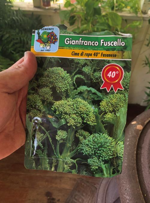 A few weeks ago I found some old seeds for broccoli rabe, also known as rapini or Cima di Rapa. I planted them thickly and a few dozen popped up this week.