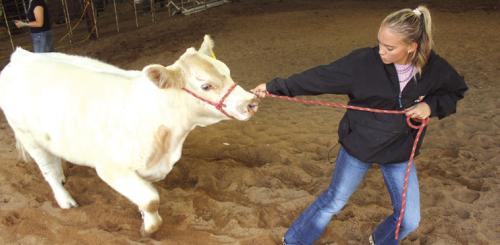 Reisey Janca works with her heifer prior to Friday’s show.