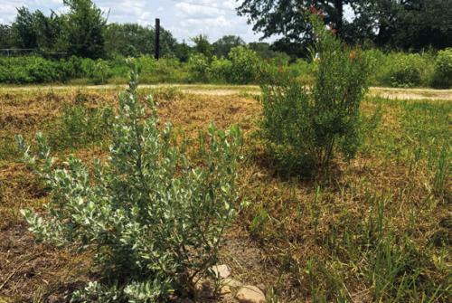 These two plants, Brewster County barometer bush (left) and flame acanthus (right), seem to have cured by summer gardening depression.