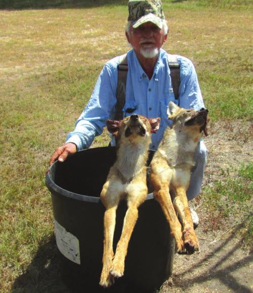 Marburger Clearing Warda of Coyotes