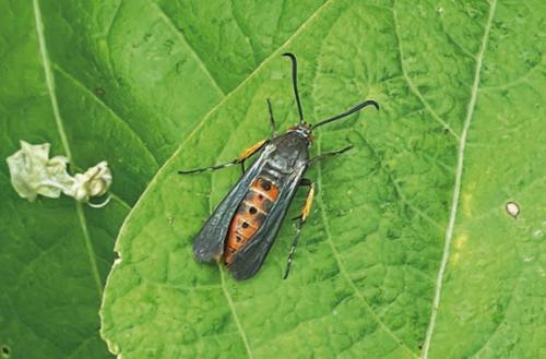 The dreaded squash vine borer – I found this adult vine borer moth in my garden a few weeks ago. I took this photo on May 5. This week I pulled up one of my zucchini plants after it curled up and died from vine borer damage. Photo by Andy Behlen