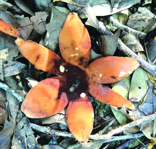 Texas Star Mushroom