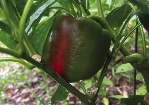 Here is one of my bell peppers just about to ripen. Notice how the fruit has lost its glossiness and the skin is beginning to show some deterioration. I think this is due to the hot weather.