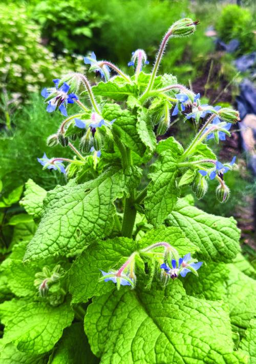A clump of borage growing in my herb garden started blooming this week. Photo by Andy Behlen