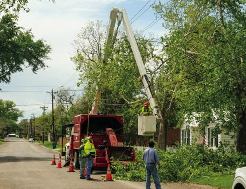 Tree Causes City Outage