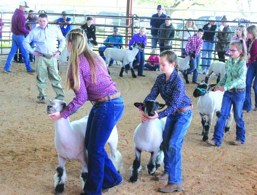 The judging of the lambs at last year’s show. Record file photo