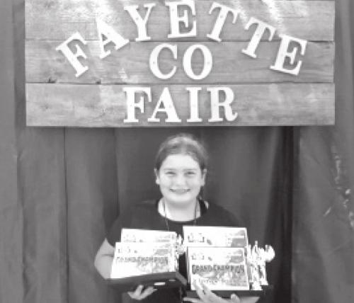 Rheagan Karisch received many awards at the Fayette County Fair Commercial Heifer Show recently.