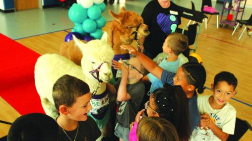 September is National Suicide Prevention Awareness Month, and Wednesday Loretta Hajovsky brought her alpacas to La Grange Elementary for a special pro-kindness, anti-bullying presentation that included time for the kids to hug and interact with the fluffy animals. Pancho is the brown alpaca and Lefty is the white one. Hajovsky donates her services to the school for the event as has done so for several years. Photo by Jeff Wick