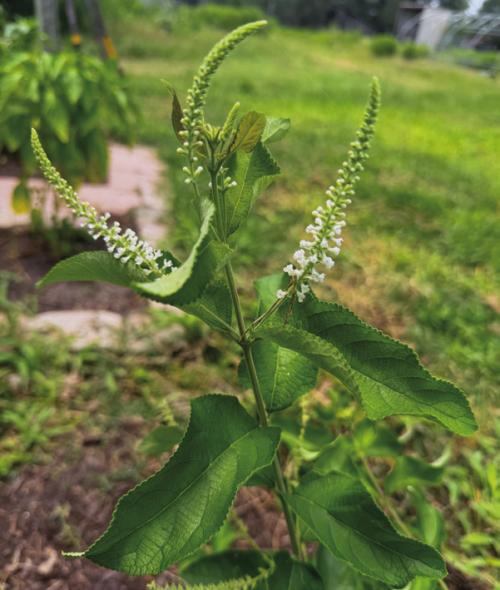 The white flower spikes of almond verbena fill the air with an wonderful sweet scent throughout the summer. Photo by Andy Behlen