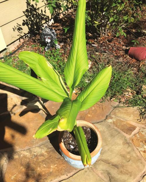 Lyons Growing Grocery Store Turmeric
