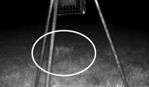 Mysterious Creature Caught On Game Camera in Dubina