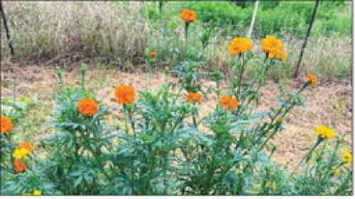 This year, I’m growing some African marigolds in my vegetable garden. Here’s a clump of them planted along the edge. Photo by Andy Behlen