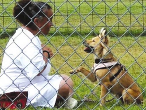 The Paws in Prison program rescues shelter dogs who are trained by women inmates in the Texas Correctional Facility in Texas. The dogs are then made available for adoption into loving homes and the inmates have the opportunity to learn valuable life skills that benefit them for the rest of their lives.
