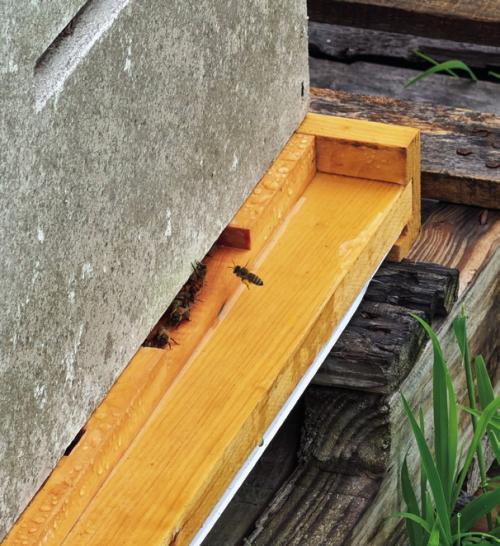 A bee carrying pollen flies into my beehive as a few others stand guard at the entrance.