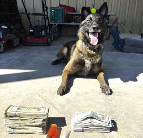 K-9 Kolt Sniffs Out Drug Money