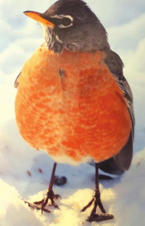 Local Snow Birds