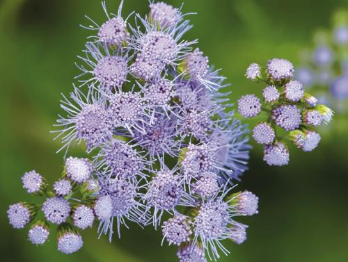 Gregg’s Mistflower, the 2025 Lady Bird Johnson Wildflower Center’s Wildflower of the Year.