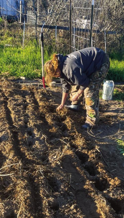 Potato Planting Time